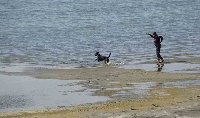 Kayıp öğrenci Rojin için AFAD'dan köpekli arama