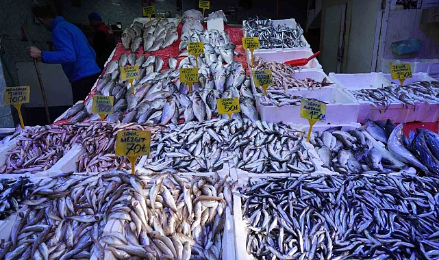 Karadeniz'de mezgit ve istavrit bolluğu