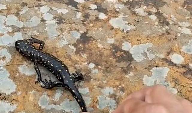 Elazığ'da benekli semender görüntülendi