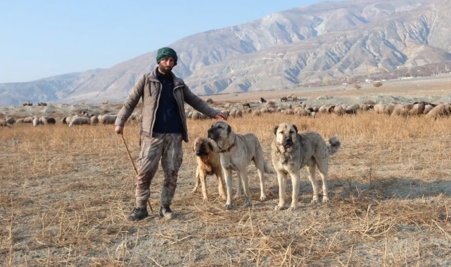 Erzincan'da 100 bin lira maaşla çoban bulamayan besici derdini Valiye anlattı