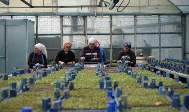 Erzincan seracılıkta hedefini büyütüyor