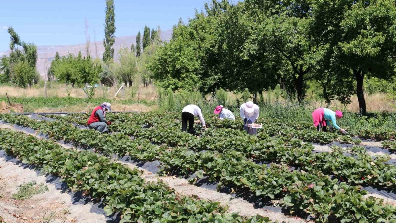 Erzincan’da çilek hasadı