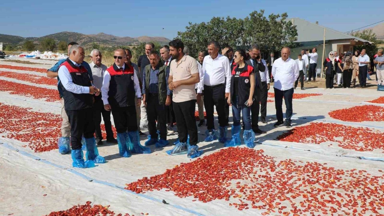 Elazığ’da 100 bin 352 ton domates rekoltesi bekleniyor