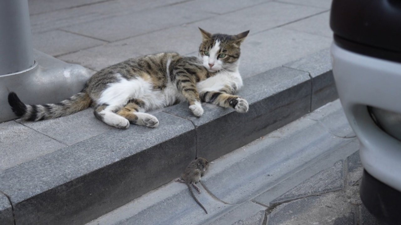 Gümüşhane’de kedi avladığı fareyle oynarken kameralara yakalandı