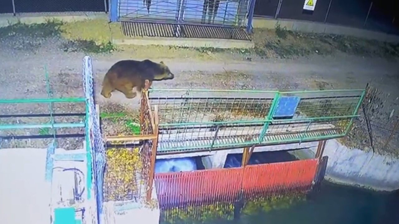 Mevsim normalleri değişti, ayılar hâlâ uyanık
