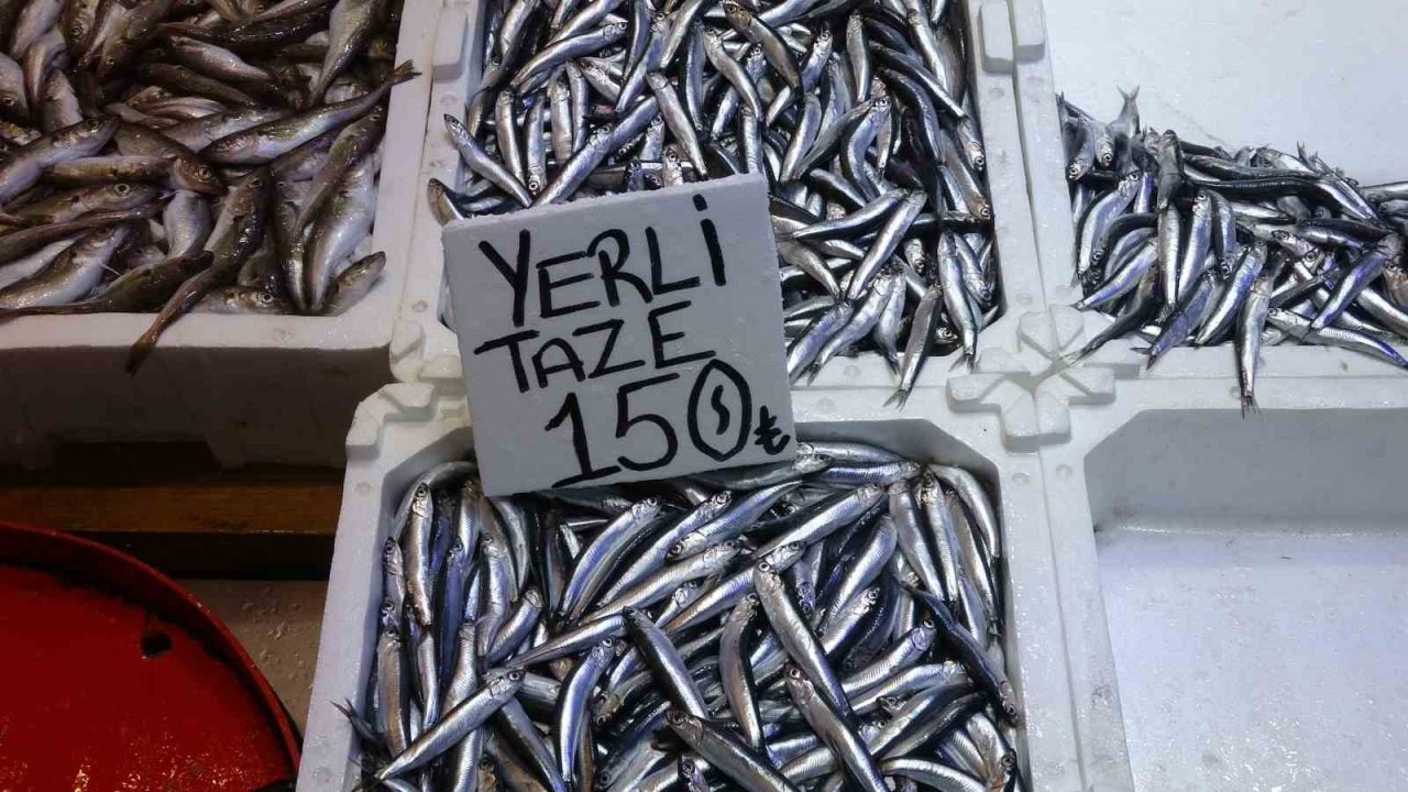 Hamsi bu defa şaşırttı: Tezgahlar yeniden şenlendi