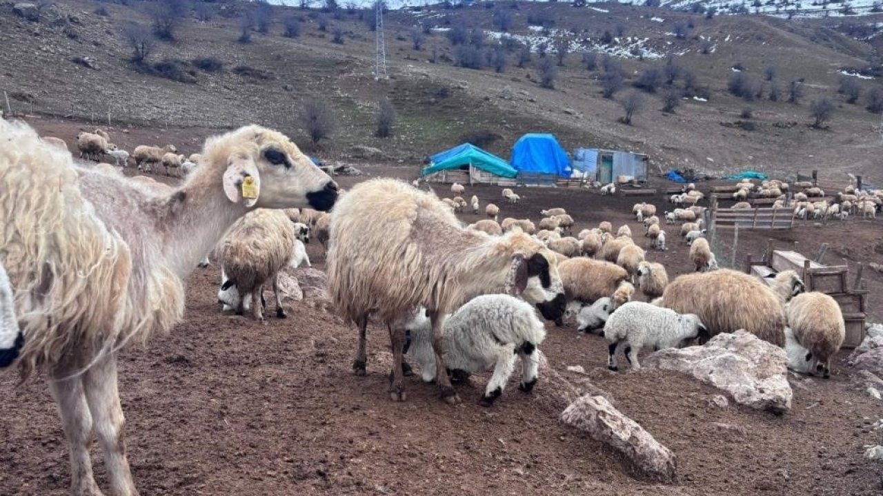 Küçükbaş hayvancılığa destek başvuruları sürüyor