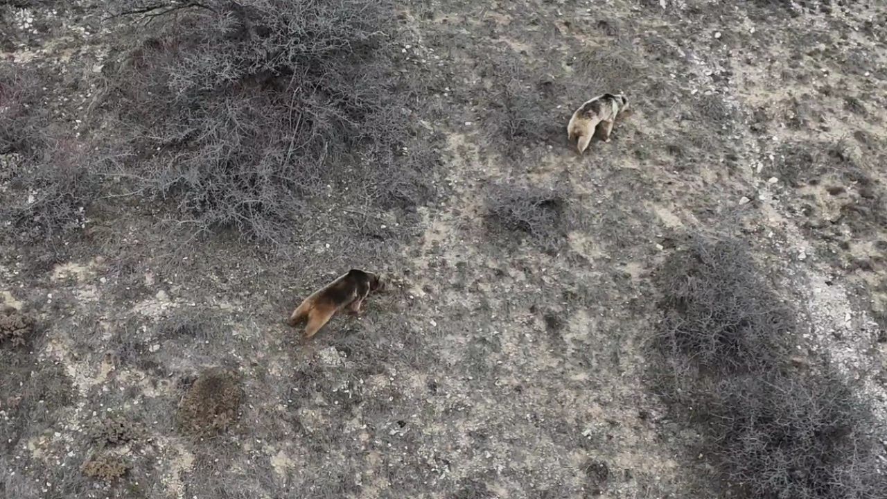Erzincan’da ayı saldırısı: 20 koyun telef oldu