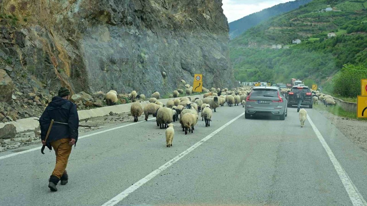 Gümüşhane yaylalarına geleneksel küçükbaş hayvan göçü başladı