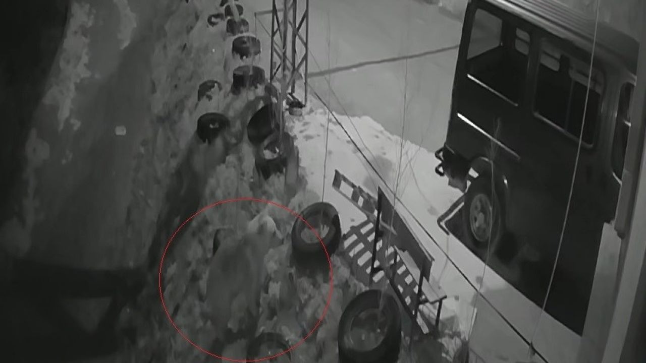 O noktada bu kez ayı görüldü