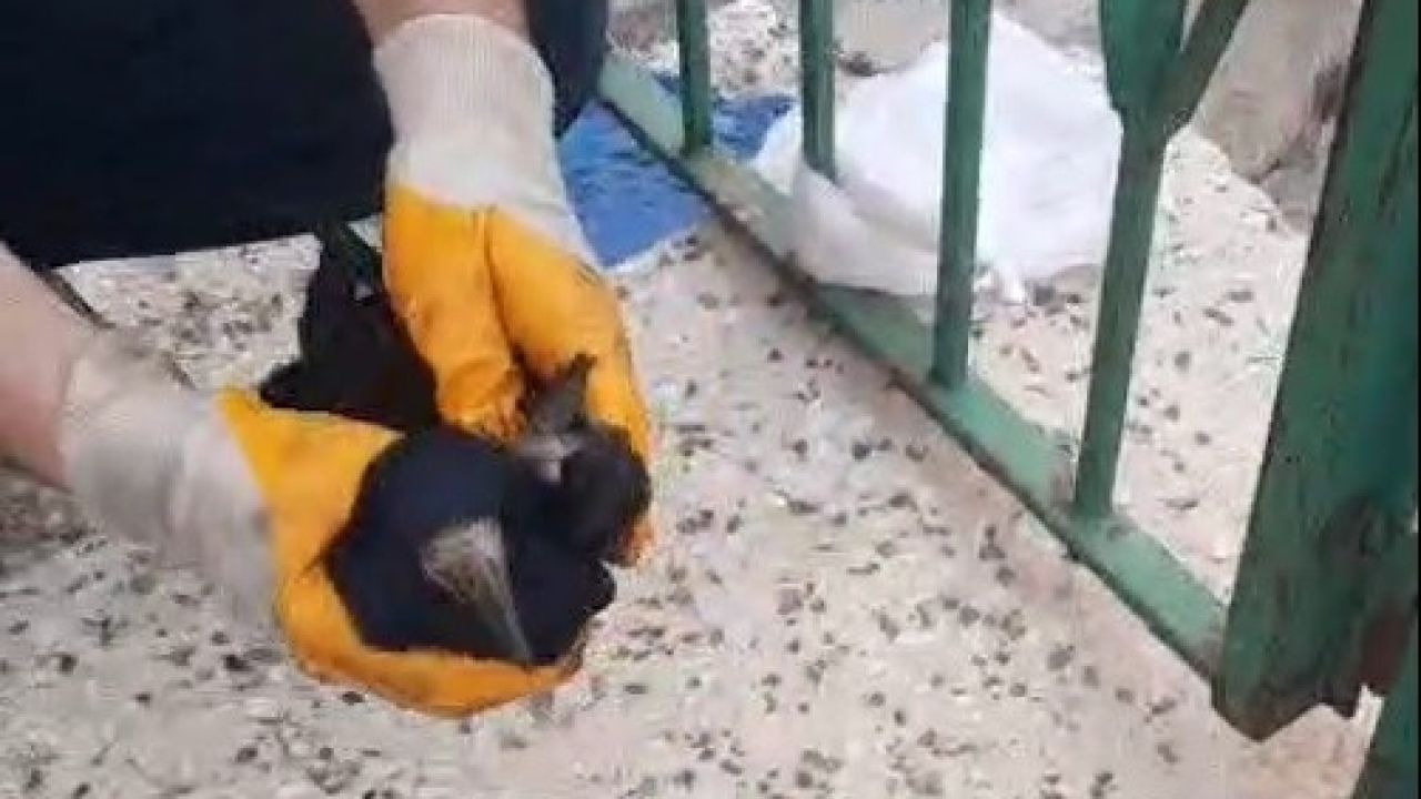 Poşete takılan karganın yardımına baba oğul yetişti
