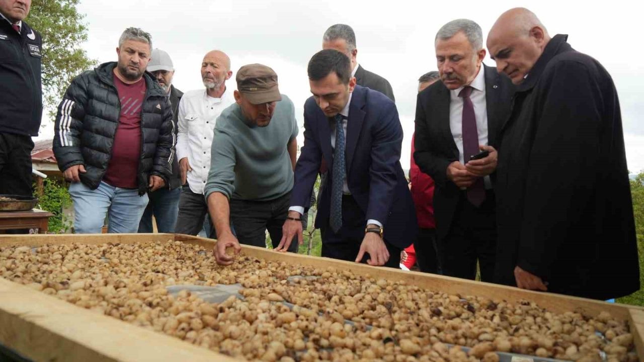 "Topraktaki altın" salebin hasadı başladı: Kilosu 12 bin TL