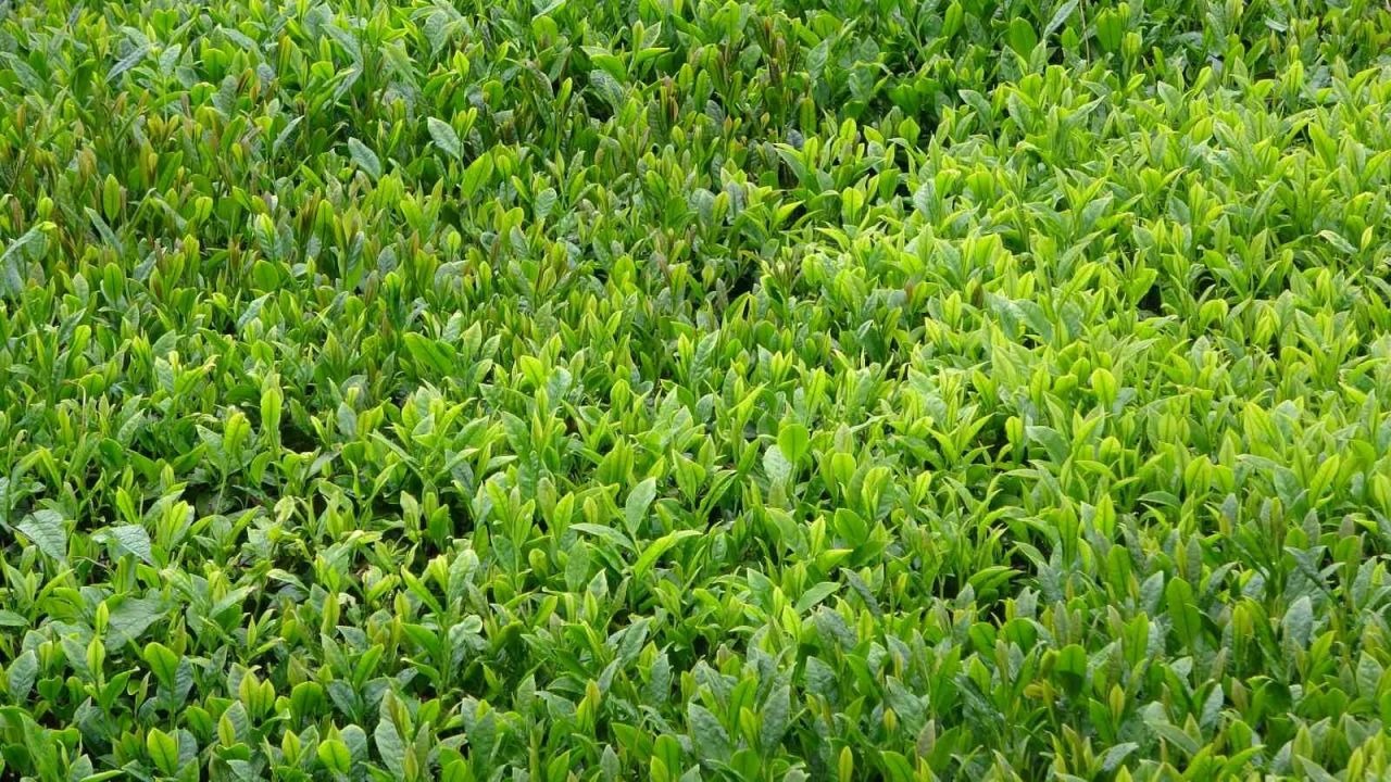 Yaş çay sezonu dualarla açıldı