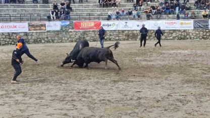 Ayder’de boğa güreşleri sağanak yağışa rağmen heyecanlı başladı