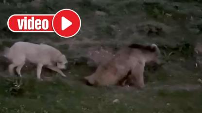 Arka bacaklarını sürükleyerek kaçmaya çalıştı: Bayburt'ta yaralı ayı alarmı!