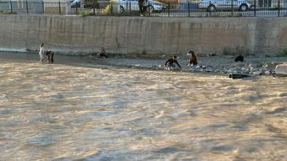 Çoruh Nehri’nde tehlikeli oyun!