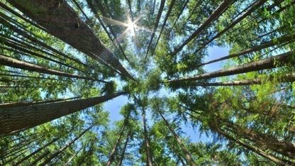 Erzincan’da ormanlara girişlere yangın tedbiri