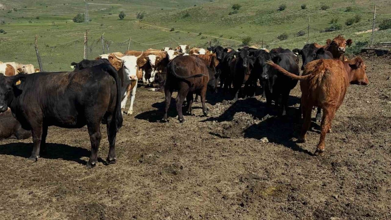 Aydıntepe’de ithal besilik sığırlarda karantina ve sağlık kontrolleri yapılıyor