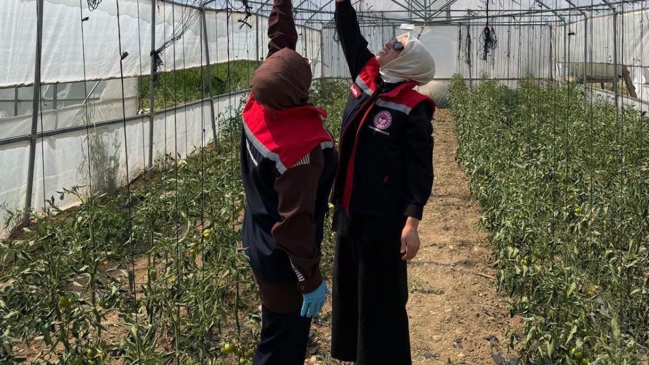 Bayburt’ta domates üretimine feromon koruması: Seralarda güve alarmı