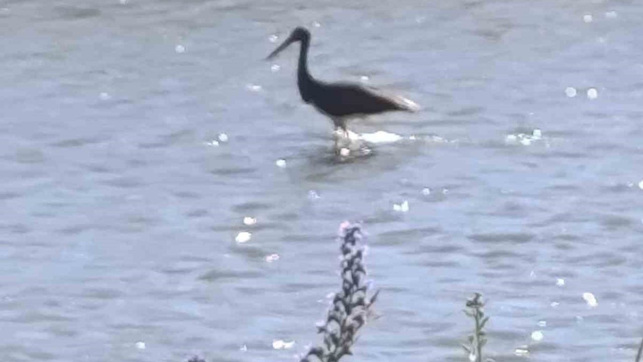 Çoruh Nehri’nde balık avlayan kara leylek kamerada