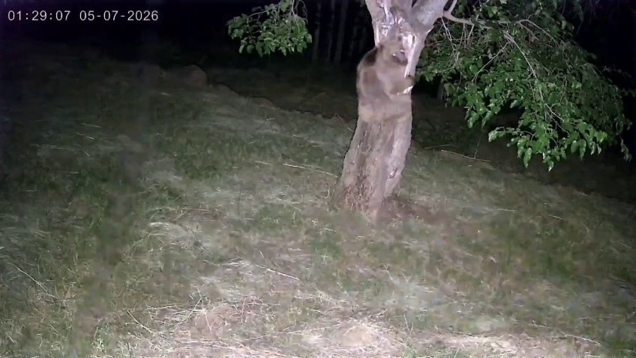 İspir’de ayı ve domuz sürüleri dut bahçelerini talan etti