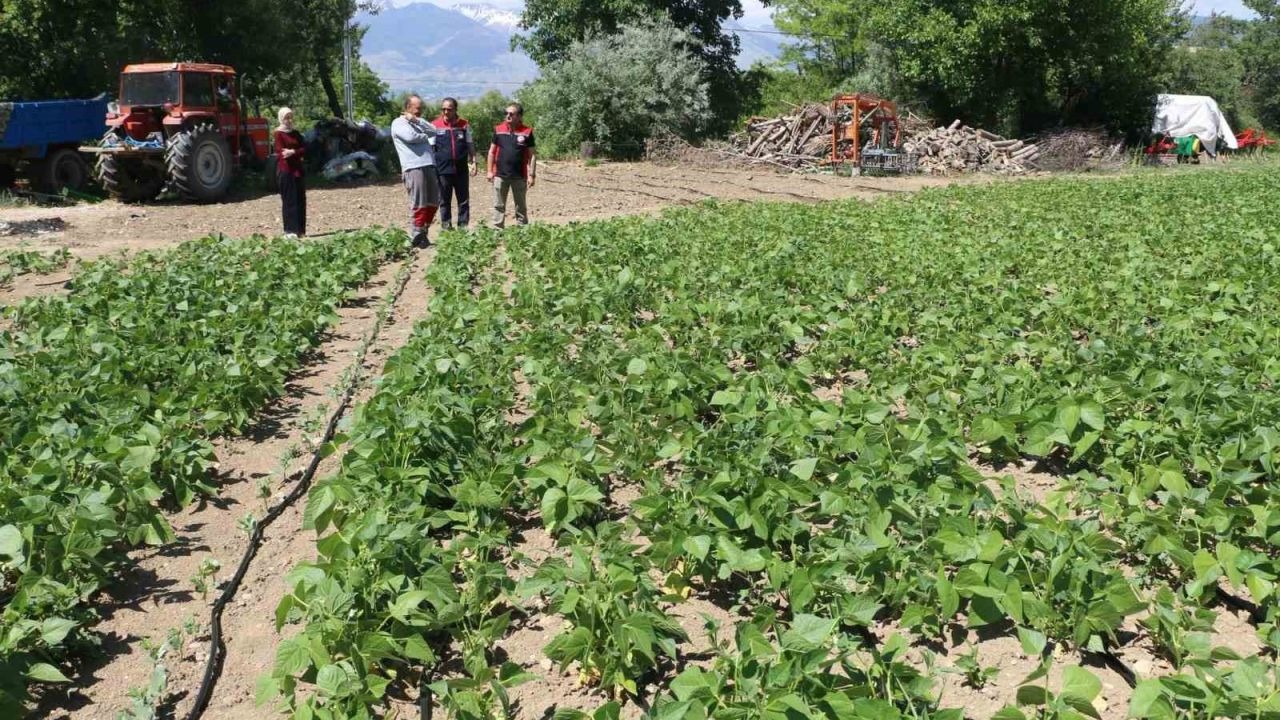 Tescilli Işıl-24 kuru fasulyesinin üretimi sürüyor